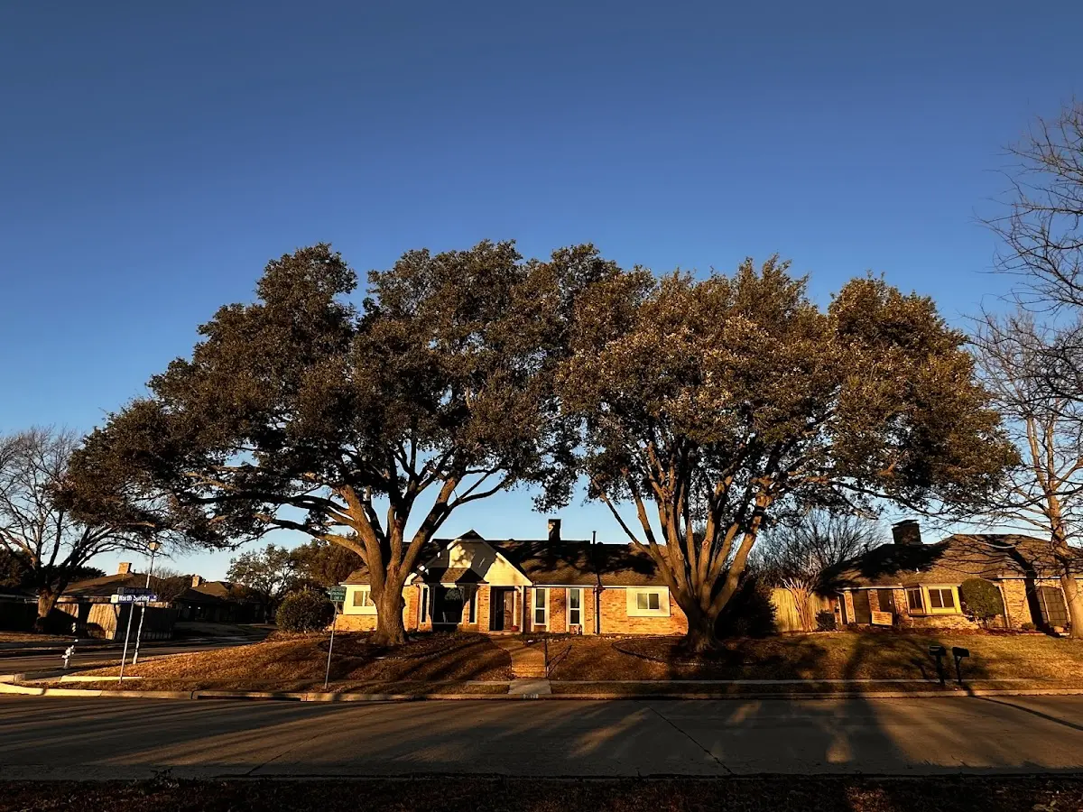 Established residential canopy tree shading a home in Homer